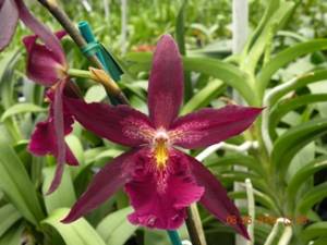 One Intergeneric and One Miltonia Orchid plants